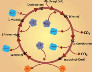 New Mechanism of ACLY Regulating Thermogenesis and Metabolic Stress in Brown Adipose Tissue